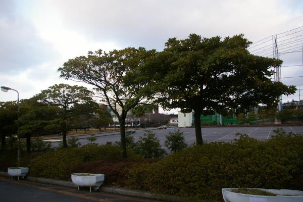 제주국제대학교