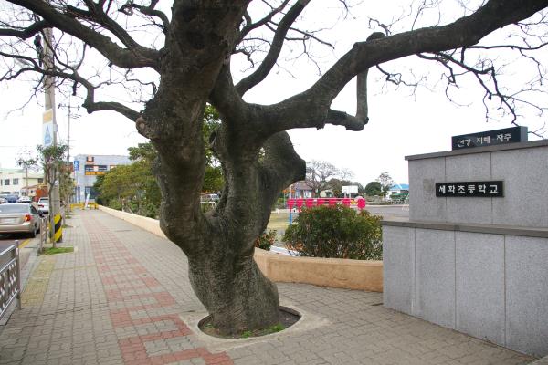 세화초등학교