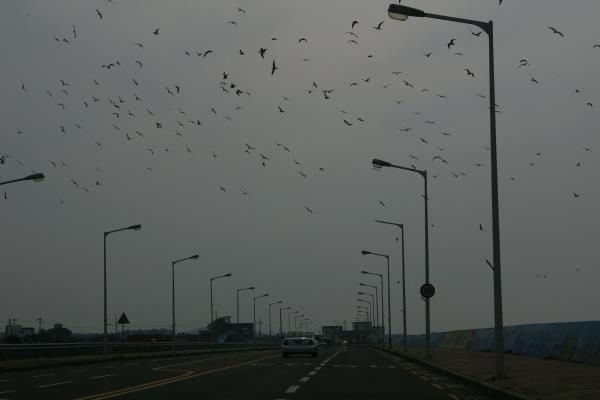 한림항입구 부근 도로