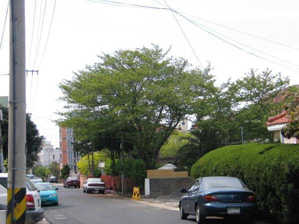 제주중앙중학교